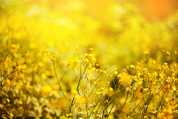 canola flower, rape crop, background