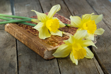 book and daffodils on old wooden background