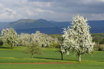 Birnenblüte / Streuobstwiese / Schwäbische Alb im Hintergrund