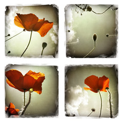 Smartphoneography - poppies
