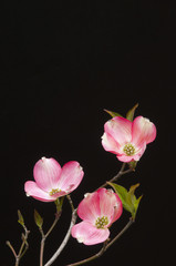 Fototapeta na wymiar Branch of pink dogwood blossoms