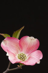 Fototapeta na wymiar Beautiful pink dogwood blossom
