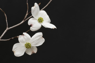 Obraz premium Branch of white dogwood blossoms