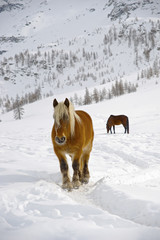 Brown and wild horse in snow - 52183286