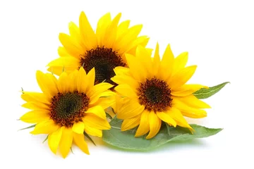 Foto auf Alu-Dibond Sonnenblume © kyonnta