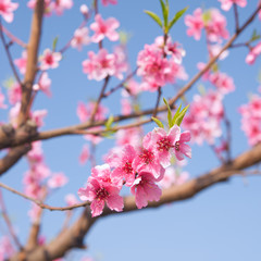 Spring peach blossoms in an orchard - 52183633