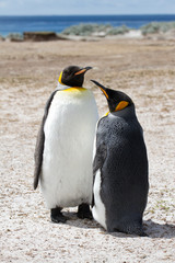 King penguin, Falkland Islands