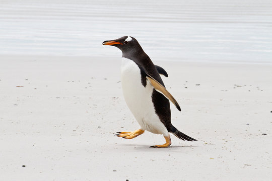 Gentoo penguin, Falkland Islands