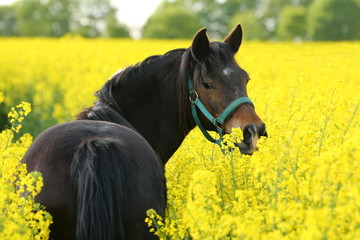Pony steht im Raps