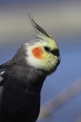 Cockatiel profile