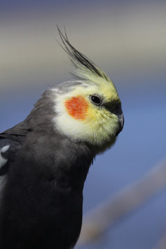 Cockatiel profile