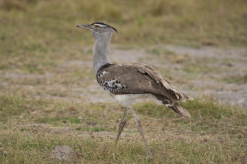 Kori Bustard in the Savannah