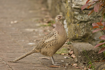 Female Pheasant