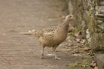 Female Pheasant