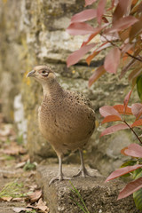 Female Pheasant