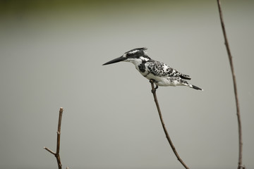 Pied Kingfisher