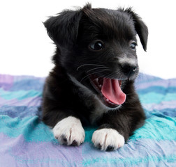 Cucciolo di cane © MarcoBagnoli Elflaco