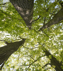 Fototapeta na wymiar stare duże drzewa dęby z nowej wiosennej liści