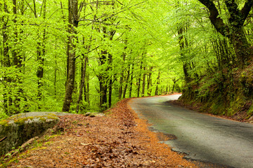 Obraz premium Spring landscape with road and beautiful green trees