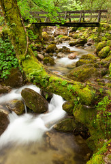 Beautiful river flowing by the forest during the Spring season a