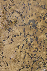 Portrait of toad tadpoles on a lake