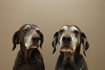 Senior pointer Sisters, almost 13 years old - 52187051