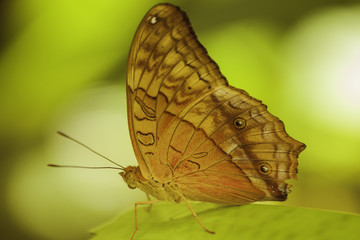 Obraz na płótnie Canvas butterfly at Kuranda