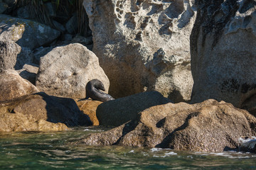 Fototapeta premium basking seal in Abel Tasman National Park