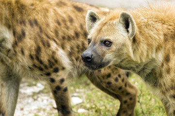 Hyenas Ready to Attack
