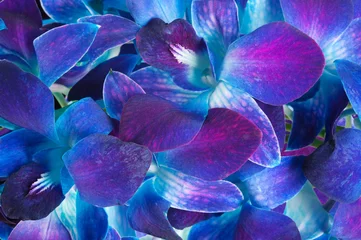 Papier Peint photo autocollant Orchidée orchidée violet foncé
