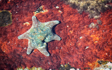 starfish on rusted metal
