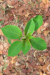 Small trees in the forest.