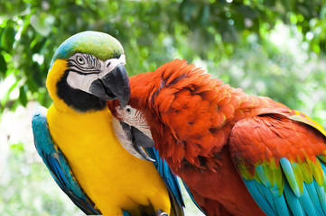 Couple Macaw