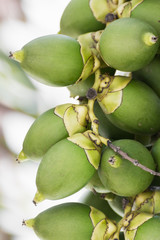 Betel Nut Or Are-ca Nut Palm On Tree