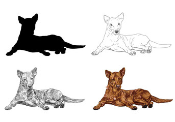 The dog is laying dawn in elegant pose