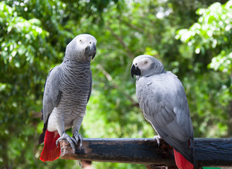 Couple Macaw