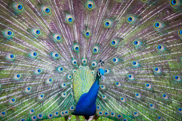 Fototapeta premium Peacock Spread tail-feathers