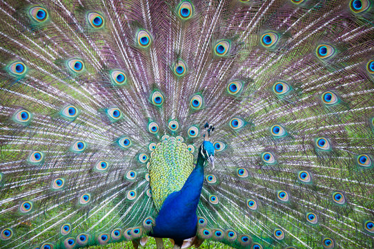 Peacock Spread tail-feathers