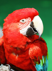 Red macaw