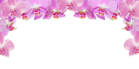 Fototapeta na wymiar light pink orchid flowers haf frame