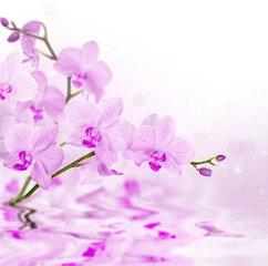 light pink orchids with reflection