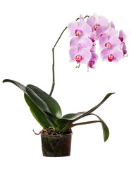 lush pink orchid flower in pot