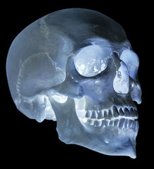 isolated on black single human skull