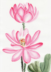 Obraz na płótnie Canvas Watercolor painting of lotus flower