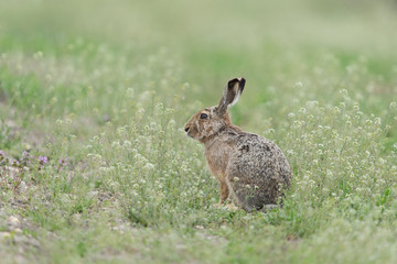 Europäischer Feldhase, Brown hare, Lepus capensis