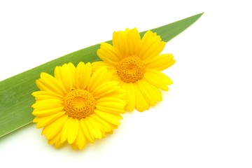 春菊の花と葉っぱ