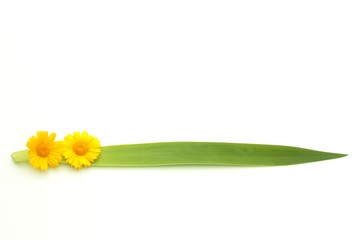 春菊の花と葉っぱのライン