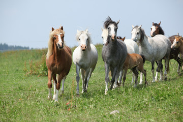 Obraz premium Batch of welsh ponnies running together on pasturage
