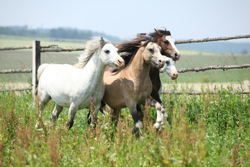 Obraz na płótnie Canvas Młodzi Walijski ponnies uruchomione razem na pastwiska