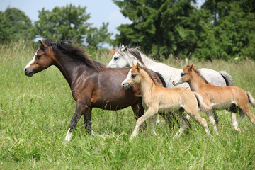 Mares and foals running on pasturage
